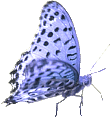 nice blue butterfly