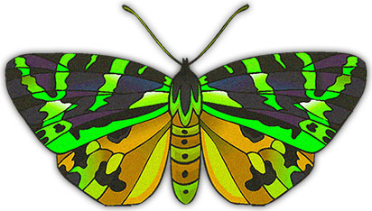 yellow and green butterfly