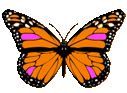 multi color butterfly animation