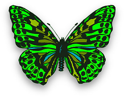 butterfly in bright greens