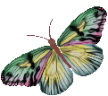 many color butterfly animation
