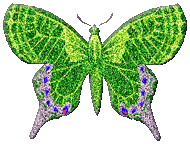 bright green butterfly animation