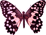 pink butterfly image