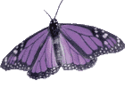 purple butterfly image