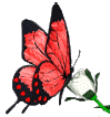 red butterfly with flower animation