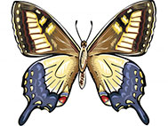 yellow and blue butterfly image