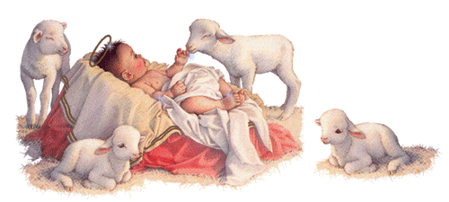 lambs nativity