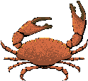 crab moving