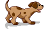 barking dog