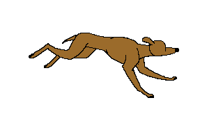 dog running
