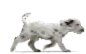 walking dog