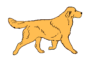 walking dog