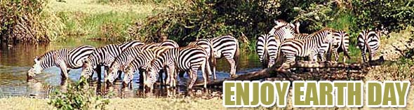 enjoy earth day with zebras in the wild