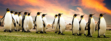 king penguins