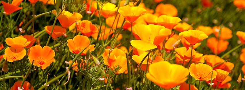 facebook cover photos flowers 399 pixels
