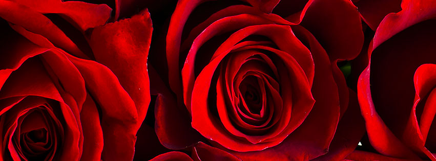 roses and flowers facebook covers