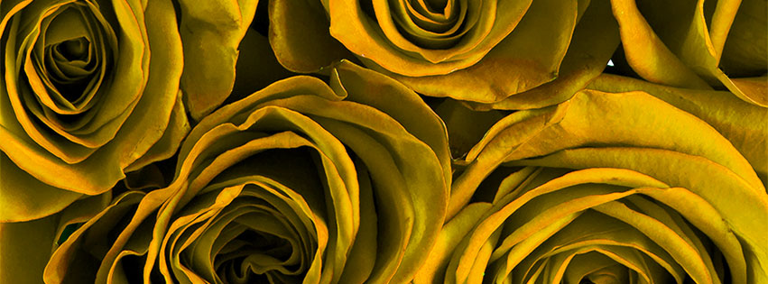 roses and flowers facebook covers