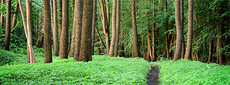 trail in forest image