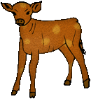 calf for any color or image background