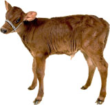 brown calf