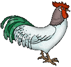 chicken designed for any background image