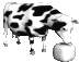 cow eating