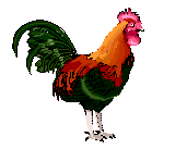 rooster animation