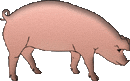 rooting pig clipart