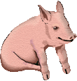 sitting pig image