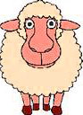 sheep front