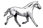 animated horse white