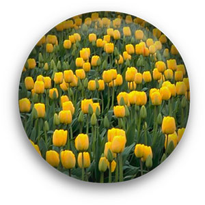 flower button yellow poppies