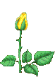 blooming yellow rose animated