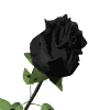 black rose animated