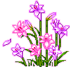 violet flowers animated