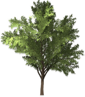 Robinia tree