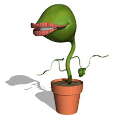 friendly venus flytrap