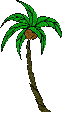 palm tree with nuts
