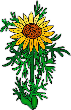 single sunflower
