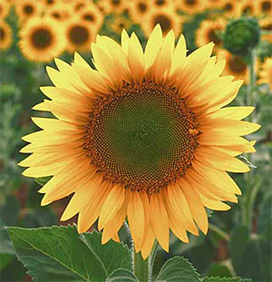 large sunflower in field