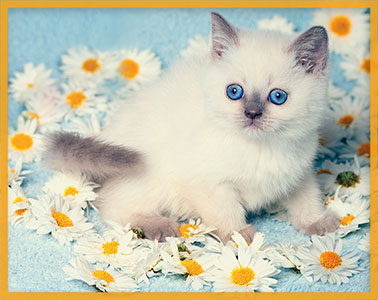 flowers and kitten