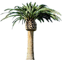 large palm tree