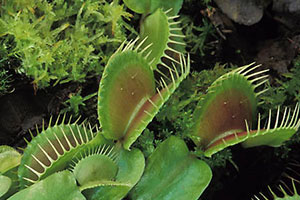 venus flytraps