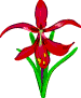 flower clipart - Aztec Lily transparent gif