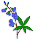 bluebonnet flower and leaves