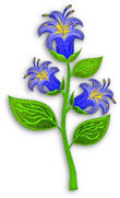 bell flower blue, flower and green leaves