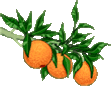 oranges .gif
