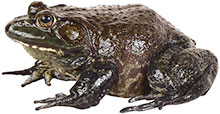 large frog brown