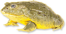 big yellow frog