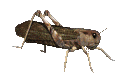 grasshopper animation